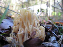 Ramaria conjunctipes