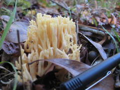 Ramaria conjunctipes