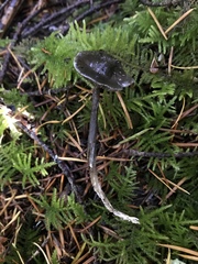Tephrocybe rancida
