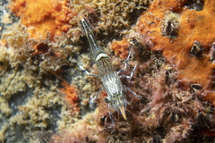 Rhynchocinetes australis