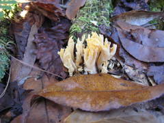 Ramaria conjunctipes