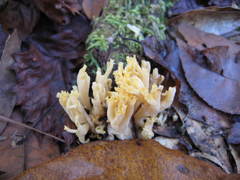 Ramaria conjunctipes