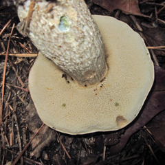 Leccinum snellii