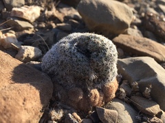 Epithelantha greggii