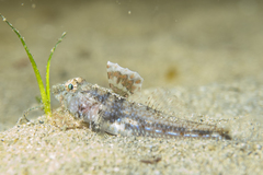 Nesogobius pulchellus