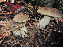 Leccinum snellii