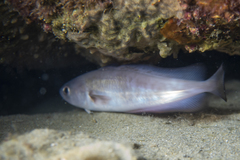 Pseudophycis palmata