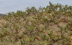 Colicodendron scabridum