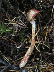 Lepiota flammeotincta