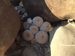 Epithelantha greggii