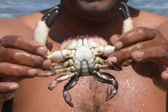 Platyxanthus orbignyi