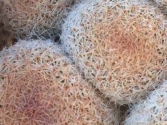 Epithelantha greggii