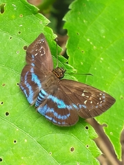 Quadrus contubernalis