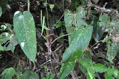 Anthurium hebetatum