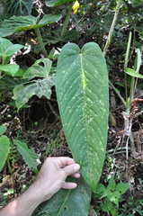 Anthurium hebetatum