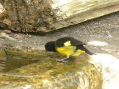 Spinus xanthogastrus