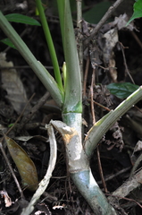 Anthurium hebetatum