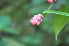 Cavendishia axillaris