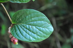 Cavendishia axillaris
