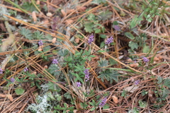 Polygala turgida