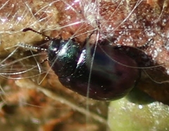 Phaedon purpureus