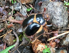 Pleocoma dubitabilis dubitabilis