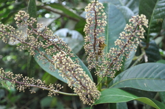 Sciodaphyllum epiphyticum image