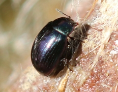 Phaedon purpureus