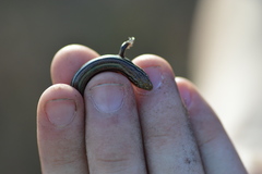 Plestiodon septentrionalis