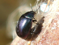 Phaedon purpureus