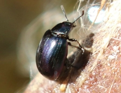 Phaedon purpureus