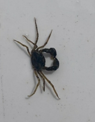 Halicarcinus