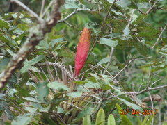 Tillandsia lampropoda