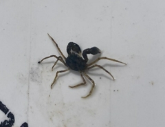 Halicarcinus