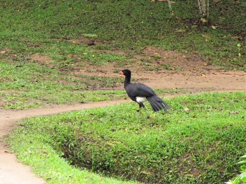 Red-billed Curassow (Crax blumenbachii), photo 7