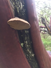 Phellinus arctostaphyli