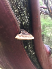 Phellinus arctostaphyli