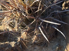 Coryphantha salinensis