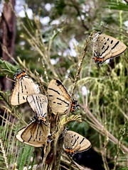 Jalmenus evagoras