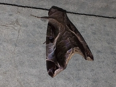 Calyptis