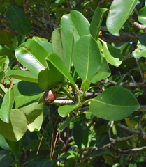Fagraea berteroana