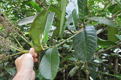 Sciodaphyllum epiphyticum