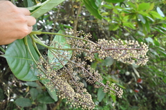 Sciodaphyllum epiphyticum