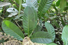 Sciodaphyllum epiphyticum