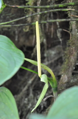 Image of Anthurium hutchisonii