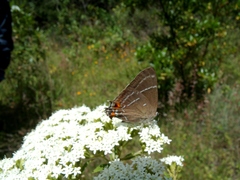 Parrhasius moctezuma