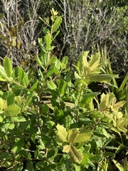 Ilex opaca arenicola