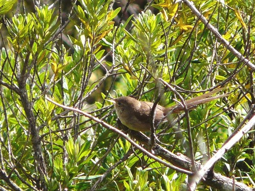 Itatiaia Spinetail (Asthenes moreirae), photo 3
