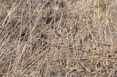 Emberiza spodocephala