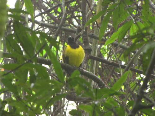 Hooded Berryeater
